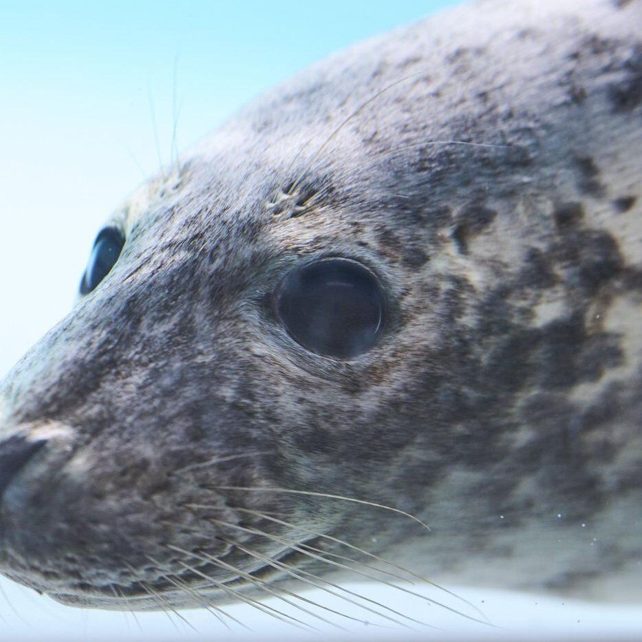 Injured seals get care and sanctuary at a new center in the Netherlands
